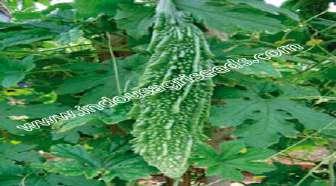 RUDRAKSHA F1 HY BITTER GOURD Scientific Name : Momordica Charantia 1st picking : 55-60 days after sowing Fruit color : Light green Fruit shape : Medium long thick