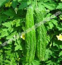 Diseases tolerant : Dm and pm INDO-US SUMMER LONG BITTER GOURD Scientific Name : Momordica Charantia 1st picking : 60-65 days after sowing Fruit color : Attractive
