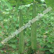 INDO-US RAVINA F1 HY RIDGE GOURD Scientific Name : Beta Vulgaris Seed rate : 500-700 g per acre Spacing : With support 180-200 x 60 cm, without support 100-120 x 60