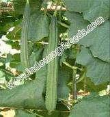 INDO-US 216 HY RIDGE GOURD Scientific Name : Beta Vulgaris Seed rate : 500-700 g per acre Spacing : With support 180-200 x 60 cm,without support 100-120 x 60 cm Sowing period :