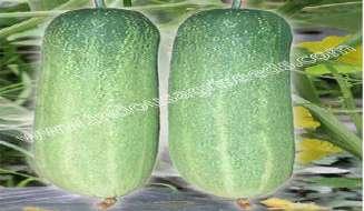 CUCUMBER SEEDS INDO-US MAYURI - 99 INDO-US MEGHA CUCUMBER INDO-US PRIYA CUCUMBER Scientific Name : Cucumis Sativus I Days to fit harvest : 36-38 days Fruit shape : Clylindrical Fruit