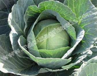 CABBAGE SEEDS INDO-US ELEGATE F1 HY CABBAGE Scientific Name Single weight Suitable temperature Harvested Proper density : Brassica Oleraccavar, Capitata : 15 to 2 kg : 28-35 degree in ball
