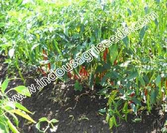 easy to INDO-US- 612 PEPPER SEEDS Scientific Name : Capsiandrum Sativum I Plant height (cm) : 70-80 Seed rate : 180-220 kg/ha Spacing : 60 x 45