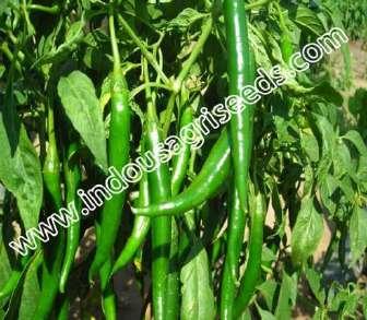 Packing size : 10 gm INDO-US- 927 PEPPER SEEDS INDO-US-945 PEPPER SEEDS Scientific Name : Capsiandrum Sativum I Plant height (cm) : 90 95 Seed rate : 190 200 kg/ha