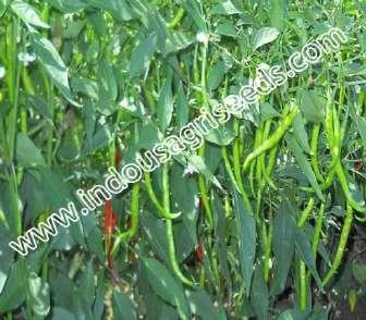 Pungency : Highly pungent Packing size : 10 gm Scientific Name : Capsiandrum Sativum I Plant height (cm) : 85-90 Seed rate : 200-210 kg/ha Spacing : 75 x 45 or 90 x 60