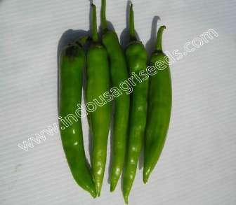 Packing size : 10 gm CHILLIES INDO-US RESHAM OP CHILLIES INDO-US- PANVEL -OP CHILLIES Scientific Name : Capsiandrum Sativum I Plant height (cm) : 90-105 Seed rate :