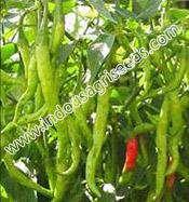 INDO-US MEERA OP CHILLIES Scientific Name : Capsiandrum Sativum I Plant height (cm) : 80-90 Seed rate : 200-250kg/ha Spacing : 60 x 45 or 90 x 60 cm Days to maturity