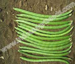 PEGEON PEA INDO-US-RAGINI PEGEON PEA Scientific Name Seed color Fruit color 1st harvest Legume length Legume diameter Plant height Numbers of branches in plant