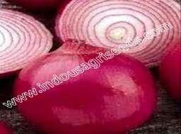 Seed color : Light yellowish ONION SEEDS INDO-US-ROYAL RED ONION Scientific Name : Allium Cepal