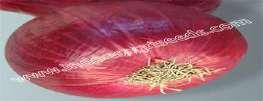 INDO-US RICHLAND FI HY ONION INDO-US-GOLD FI HY ONION WATERMELON SEEDS Scientific Name Weight Sutable planted in