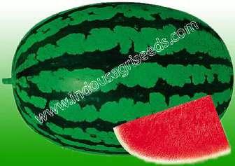INDO-US 9999 F1 HY WATER MELON Scientific Name : Citrullus Vulgaris Fruit weight : 7-8 kg Days to maturity : 80-85