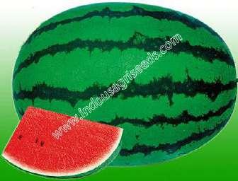 NO9 F1 HY WATER MELON Scientific Name : Citrullus Vulgaris Fruit weight : 10-12 kg Days to maturity : 85-90 days after sowing Fruit color /skin : Light green with dark green