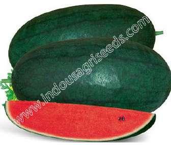protects against sunburn, good for long transport INDO-US- RITU BABY F1 HY WATER MELON Scientific Name : Citrullus Vulgaris Fruit weight : 25-35 kg Days to maturity : 62-65
