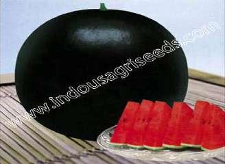 to high temperature & Humidity, resistance to wilt & many other diseases,suitable for early spring, summer, autum planting INDO-US- ROUND BABY F1 HY WATER MELON Scientific