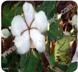 Remarks : Compare to the same type variety, it is superior in yield and disease tolerance COTTON SEEDS INDO-US 955 HYBRID COTTON INDO-US -945 HYBRID COTTON INDO-US 936 HYBRID COTTON