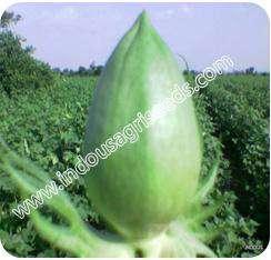 Anther /pollen color : Yellow Boll size and shape : Big,elongated Boll weight (gm) : 65-70 Reaction to diseases : Tolerant INDO-US -918 HYBRID COTTON INDO-US -999