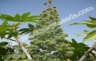 Medium tall Plant habit/type : Open,semi com No of monopodium : 2-3 No of symposia: : 23-24 Leaf hair : Moderately hairy Petal color : Yellow Anther /pollen color :