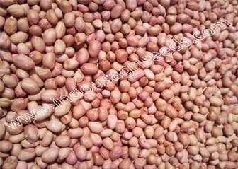 Seed color : Light brownish Oil : 49-50 % Groundnut Seeds INDO-US -999 GROUND NUT INDO-US REMBO GROUND NUT INDO-US ROMA GROUND