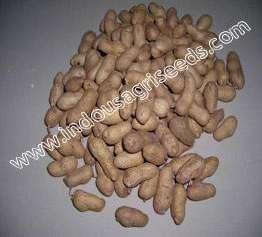 maturity : 95-100 100 seed wt (gm) : 456 Seed color : Rosy Oil : 49.