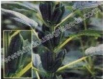 Spacing : 45 cm apart between rows Days to 50 % flowering : 40-45 Days to maturity : 90-95 100 seed wt (gm) : 28-32