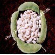 RUTURAJ VAL Scientific Name : Chloropetalum Seed rate : 50-60 kg/ha Seed color : White 1st picking : 50-60 Days to
