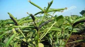 Scientific Name : Phaseolus Mungo I Plant height (cm) : 30-40 Number of branches /plant : 4-5 Days to 50 %