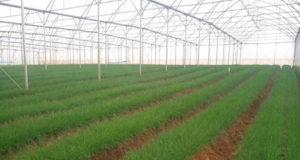Development Portfolio Agribusiness Sector Update Greenblade Growers continues to export fresh herbs the European markets from its 120 acre farm in Ol Kalau, Nyandarua