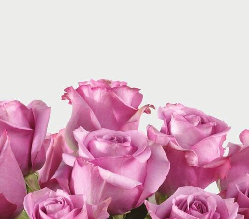 MOTHER S DAY IS SUNDAY, MAY 12, 2019 HELLO BEAUTIFUL - M3 THE FTD HELLO BEAUTIFUL ROSE BOUQUET - M3* Lavender