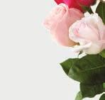 V1 FLORAL RECIPE STANDARD DELUXE PREMIUM Red Spray Rose stems 4 5 6 Hot