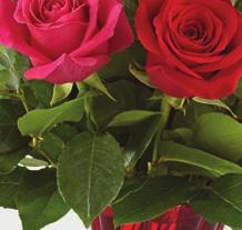 Red 50 cm Roses 4 Hot Pink 50 cm Roses 4 Pale Pink 50 cm Roses 4 Salal