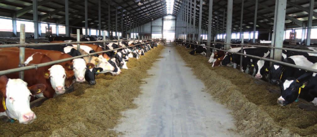 10 About the Ekosem-Agrar Group DAIRY FARMING Dairy farming is the core business of the Group and makes by far the biggest contribution to sales revenues.