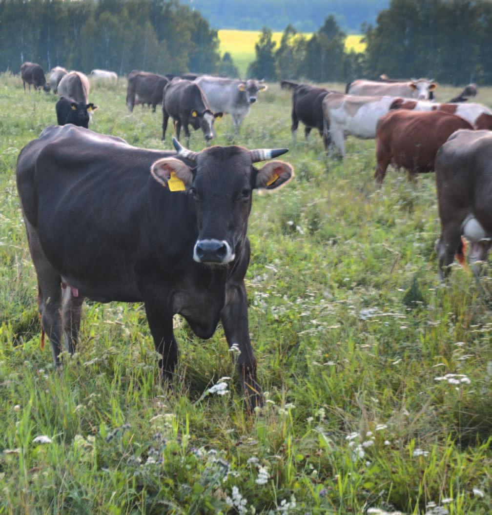 About the Ekosem-Agrar Group 13 ORGANIC FARMING In the production area organic faming, the company produces in the Kaluga region organic beef as well as various organic food crops in compliance with