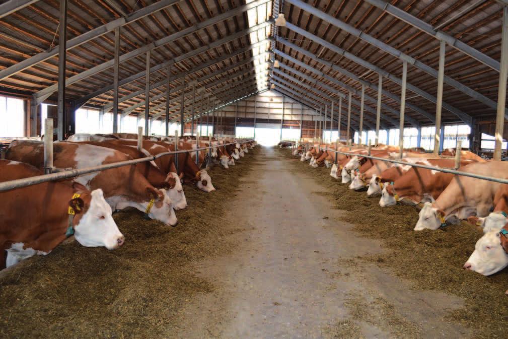 Group management report 21 Well ventilated stables with freedom of movement ensure good animal health and provide the basis for a high milk yield of our cows.