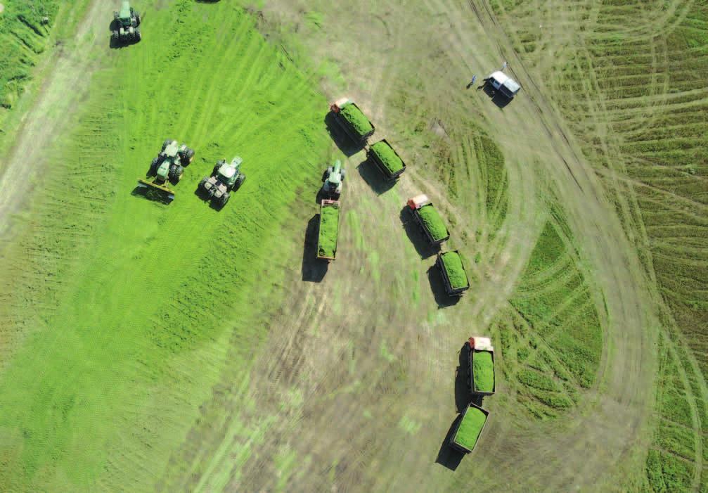 38 Group management report The fresh fodder is stored in large stacks for silage production. Strategy: The initiated vertical integration entails not only opportunities but also risks.