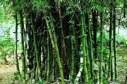 Center has announced the Indian Forest (Amendment) Ordinance, 2017 to encourage bamboo cultivation in nonforest areas Dr.