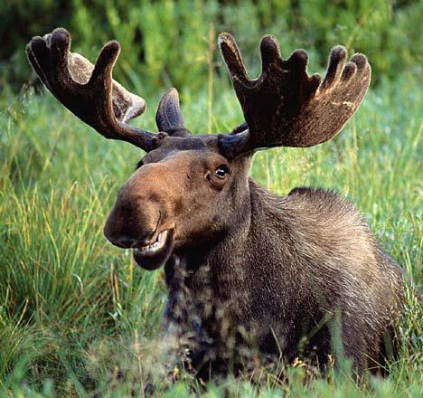 My Proposed New Logo for PIMCO: Let s Be Bullwinkle In