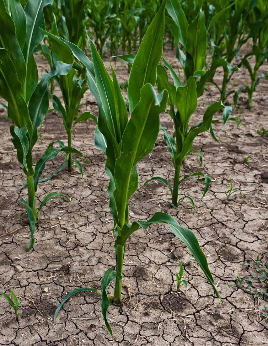 Taxpayers, Crop Insurance, and the Drought of 2012 environmental working