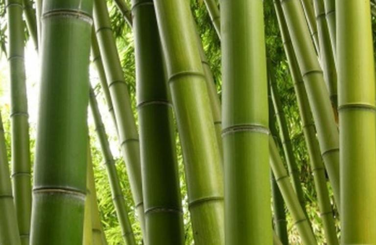 National Bamboo Mission 1. It is a Rs. 1290 crore scheme. 2.