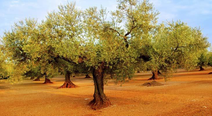 October 2015 Saker Nusseibeh, Chief Executive, Hermes Investment Management At the height of the classical age, the ruler of Parthia, the King of Kings, passed an old man planting olive trees in a
