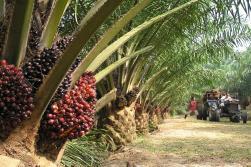 AGRI BUSINESS Oil Palm Business: Revenue growth spurred by increased volumes Q2 Oil Palm Sales (` crore) H1 Oil Palm Sales (` crore) 220 267 339 398 Q2 FY 2016-17 Q2 FY 2017-18 H1 FY 2016-17 H1 FY