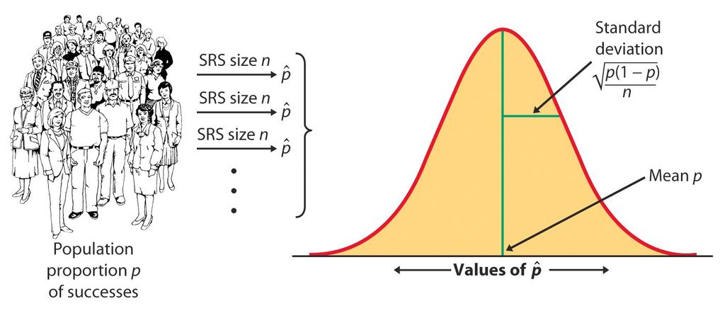 Sampling distribution of p^ The sampling distribution of pˆ is never exactly normal.