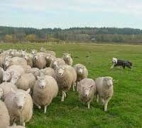 Research Social Herding- when investors in the financial marketplace imitate