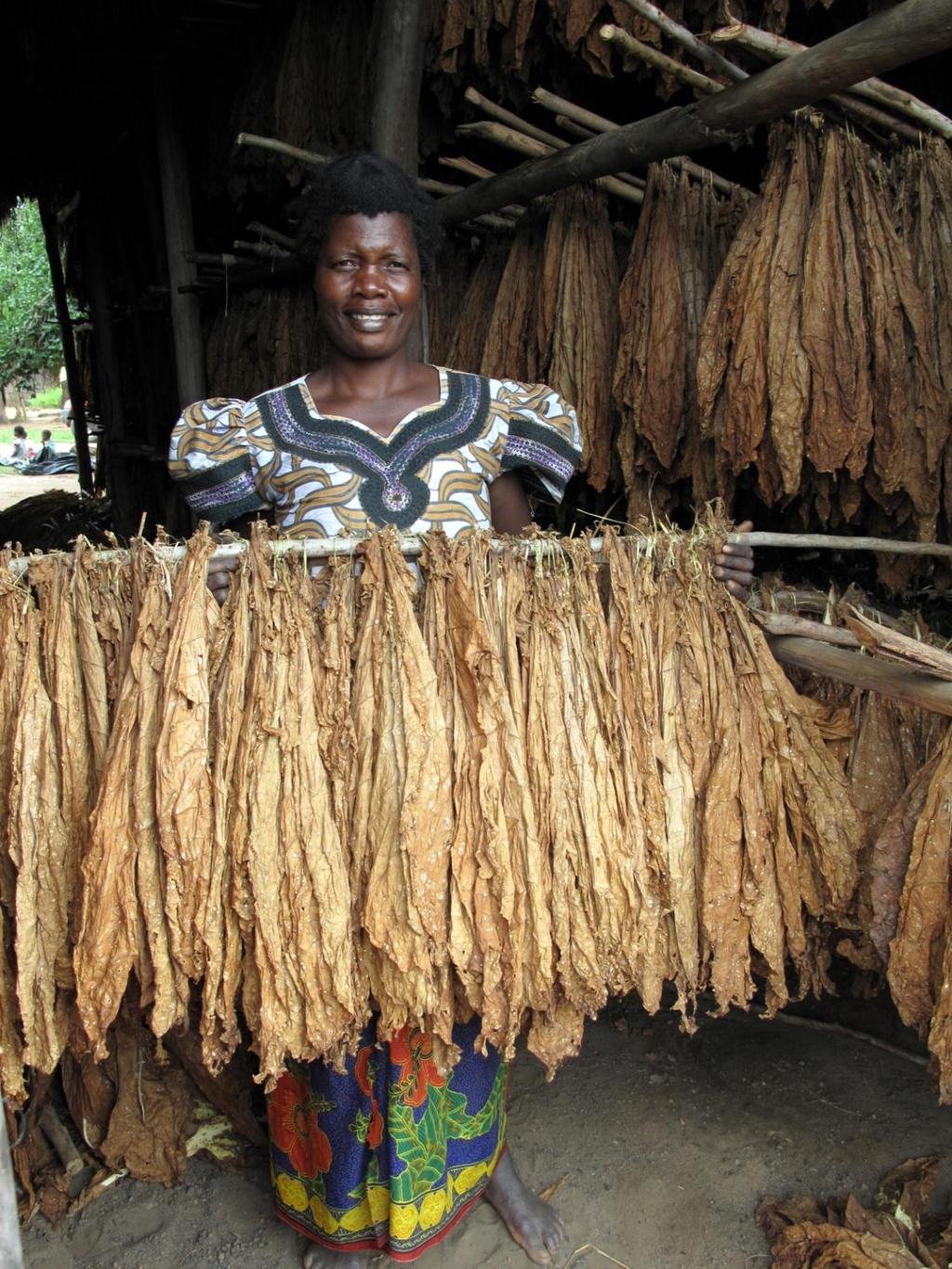 Sample 3,150 tobacco farmers currently borrowing from a Malawian MFI ~300 borrowing clubs with group liability loans Sell crop to central
