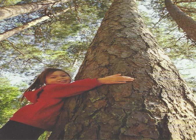 2016 ACCOMPLISHMENTS - BIG TREE REGISTRY Big Tree