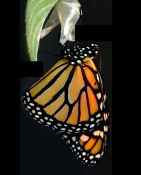 Abstract Chrysalis Is The Development Transformation Of A Caterpillar Into A Butterfly. It Is Our Goal To Help Bring Children With Special Needs Out Of Their "Cocoon" Through The Power Of Sports.