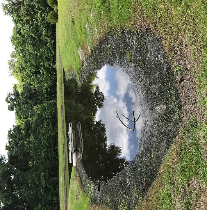 Date: 4/13/18 Pond #300 What we found: Water level was low. What we did: Treated for trace of Algae.