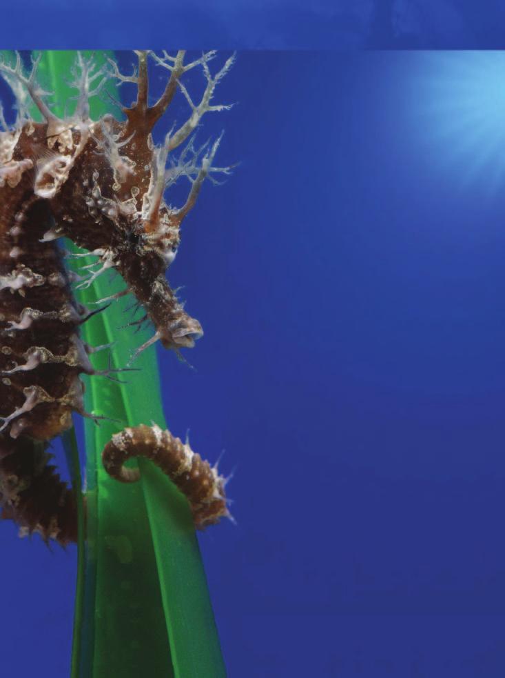 With a head like a horse, a belly pouch like a kangaroo and the ability to change colors like a chameleon, seahorses are anything but ordinary.