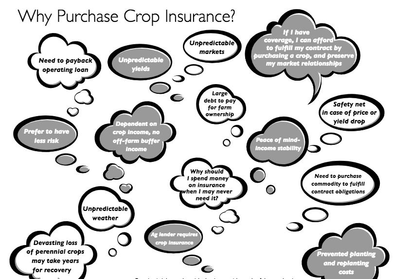 Why Crop Insurance? Are you concerned about unpredictable weather or markets? Have you had experiences with crop insurance before?