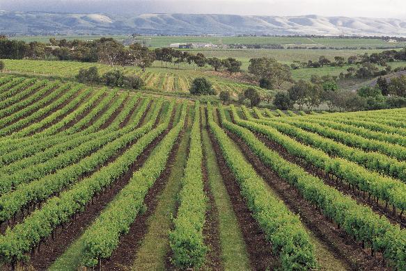 Agriculture: The Wine Industry Potentially devastating