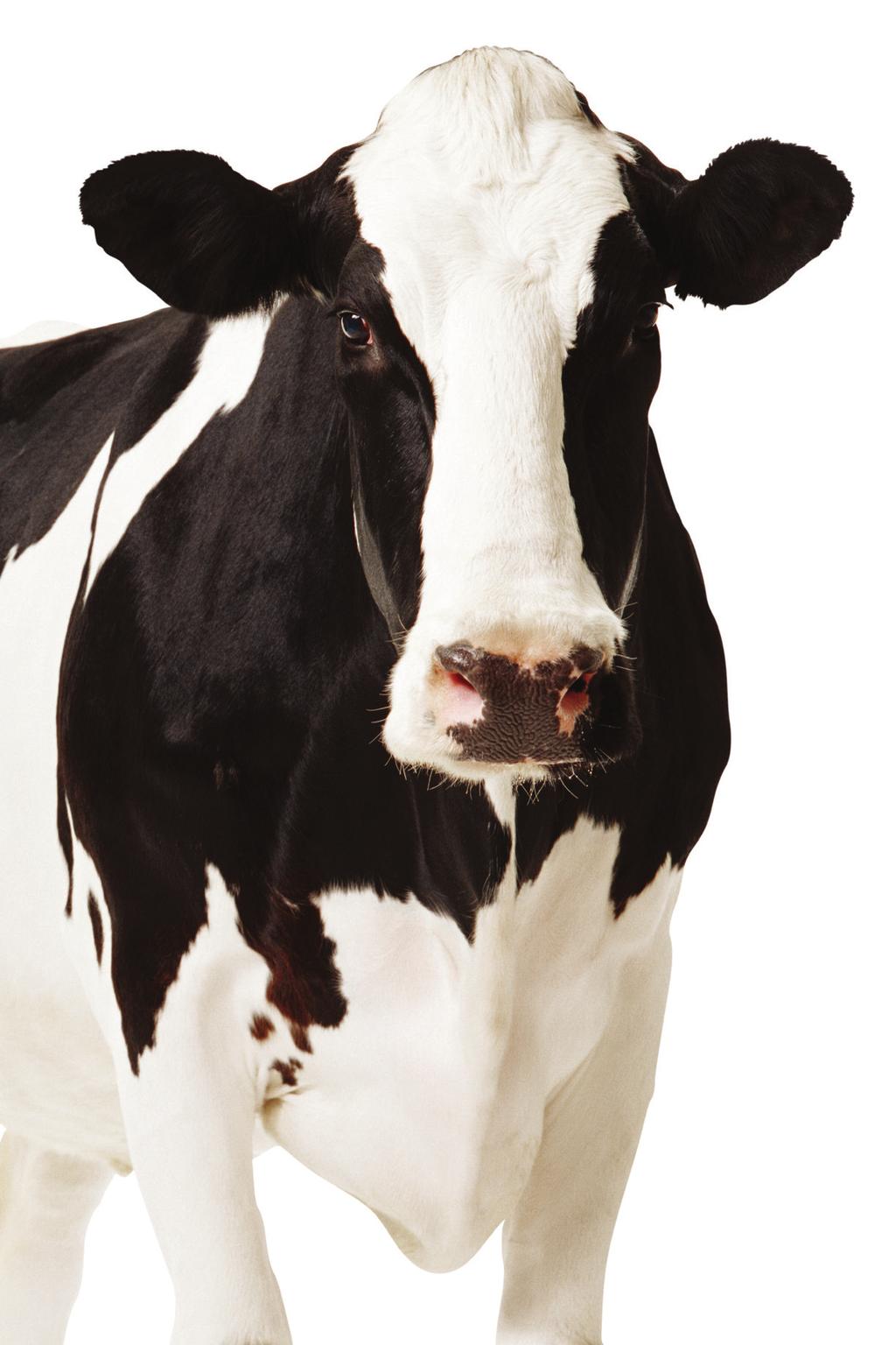 Case study: GlobalDairyTrade Online Marketplace $20+ billion transacted since 2008 Challenge and opportunity Fonterra, the world s leading dairy exporter, wanted better price transparency, price